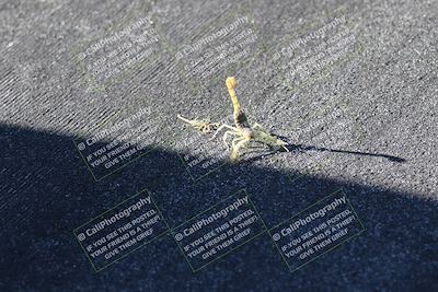 media/Oct-03-2025-CVMA Friday Practice (Fri) [[0c1e57b650]]/1-Around the Pits/